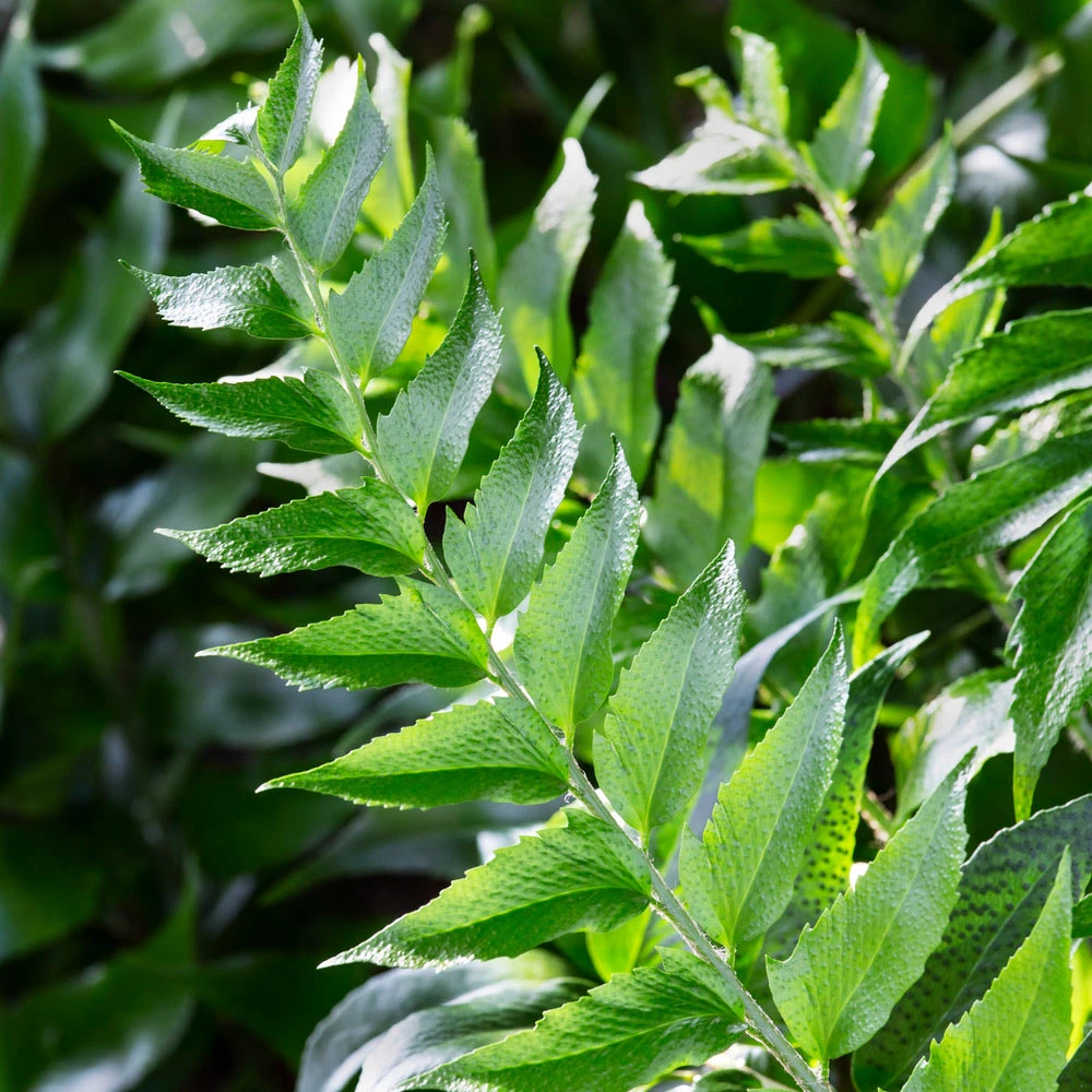 Brighter Blooms Holly Fern Plant 5 Brighter Blooms Holly Fern Plant