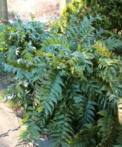 Brighter Blooms Holly Fern Plant 7 Brighter Blooms Holly Fern Plant