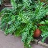 Brighter Blooms Holly Fern Plant