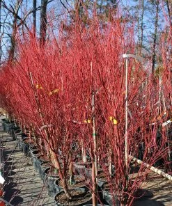 Brighter Blooms Coral Bark Japanese Maple Tree