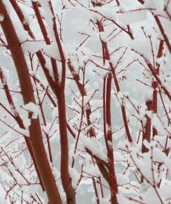 Brighter Blooms Coral Bark Japanese Maple Tree