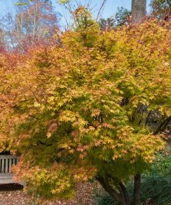 Brighter Blooms Coral Bark Japanese Maple Tree
