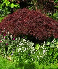 Brighter Blooms Red Dragon Japanese Maple Tree