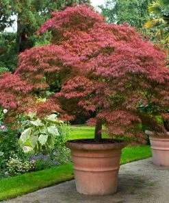 Brighter Blooms Red Dragon Japanese Maple Tree