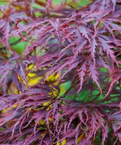 Brighter Blooms Tamukeyama Japanese Maple Tree