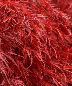 Brighter Blooms Tamukeyama Japanese Maple Tree