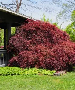 Brighter Blooms Tamukeyama Japanese Maple Tree