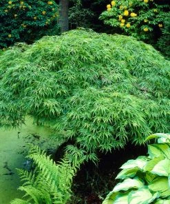 Brighter Blooms Weeping Japanese Maple Tree 7 Brighter Blooms Weeping Japanese Maple Tree