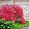 Brighter Blooms Red Select Japanese Maple