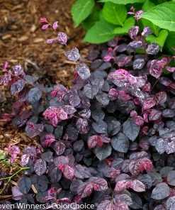 Brighter Blooms Shrubs & Hedges Jazz Hands® Variegated Loropetalum