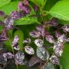 Brighter Blooms Shrubs & Hedges Jazz Hands® Variegated Loropetalum