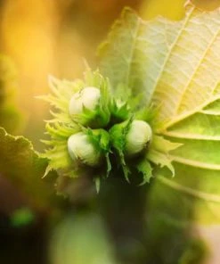 Brighter Blooms Jefferson Hazelnut Tree New Trees