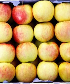 Brighter Blooms Jonagold Apple Tree Fruit Trees