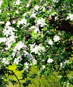 Brighter Blooms Jonagold Apple Tree Fruit Trees