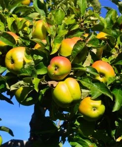 Brighter Blooms Jonagold Apple Tree Fruit Trees
