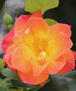 Brighter Blooms Joseph's Coat Climbing Rose Roses