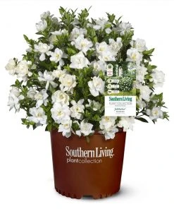 Brighter Blooms Shrubs & Hedges Jubilation Gardenia Shrub 7 Brighter Blooms Shrubs & Hedges Jubilation Gardenia Shrub