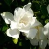 Brighter Blooms Shrubs & Hedges Jubilation Gardenia Shrub