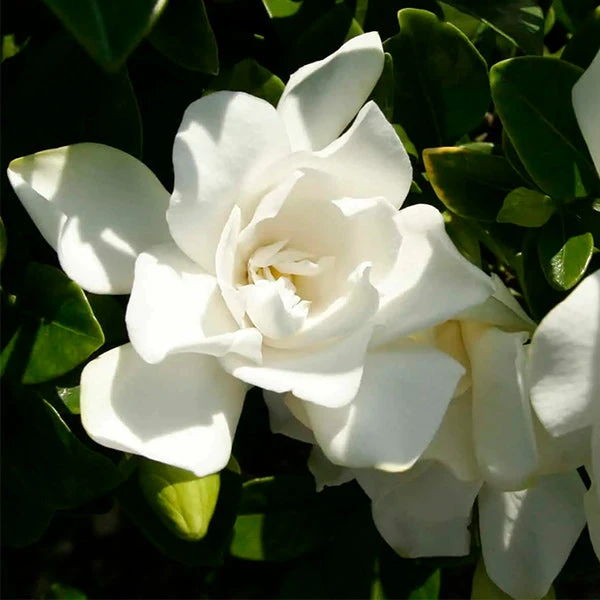 Brighter Blooms Shrubs & Hedges Jubilation Gardenia Shrub 1 Brighter Blooms Shrubs & Hedges Jubilation Gardenia Shrub