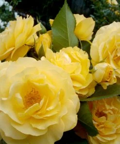 Brighter Blooms Shrubs & Hedges Julia Child Rose