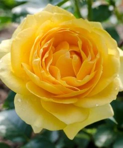 Brighter Blooms Shrubs & Hedges Julia Child Rose