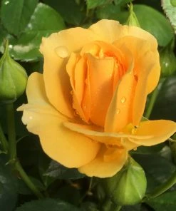 Brighter Blooms Roses Julia Child Standard Rose Tree