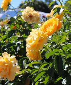 Brighter Blooms Roses Julia Child Standard Rose Tree