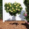 Brighter Blooms Roses Julia Child Standard Rose Tree