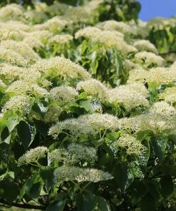 Brighter Blooms June Snow Giant Dogwood Tree Flowering Trees