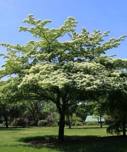 Brighter Blooms June Snow Giant Dogwood Tree Flowering Trees
