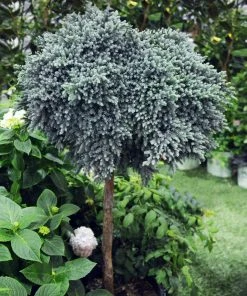 Brighter Blooms Evergreen & Privacy Blue Star Juniper Tree