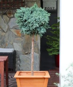 Brighter Blooms Evergreen & Privacy Blue Star Juniper Tree