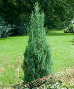 Brighter Blooms Skyrocket Juniper Tree 8 Brighter Blooms Skyrocket Juniper Tree
