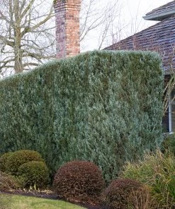 Brighter Blooms Wichita Blue Juniper Tree