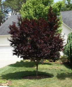 Brighter Blooms Krauter Vesuvius Flowering Plum Tree