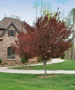 Brighter Blooms Krauter Vesuvius Flowering Plum Tree