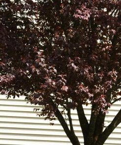 Brighter Blooms Krauter Vesuvius Flowering Plum Tree