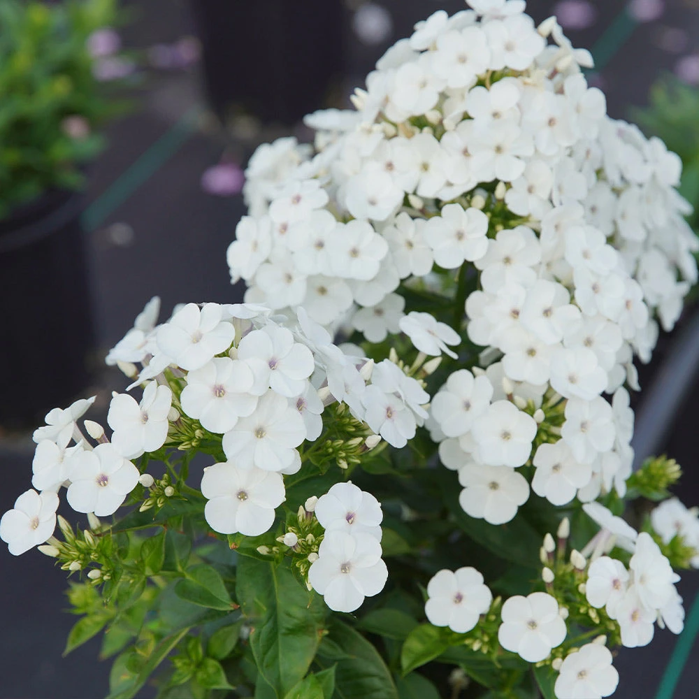 Brighter Blooms Perennials Super Ka-Pow™ White Phlox 3 Brighter Blooms Perennials Super Ka-Pow™ White Phlox