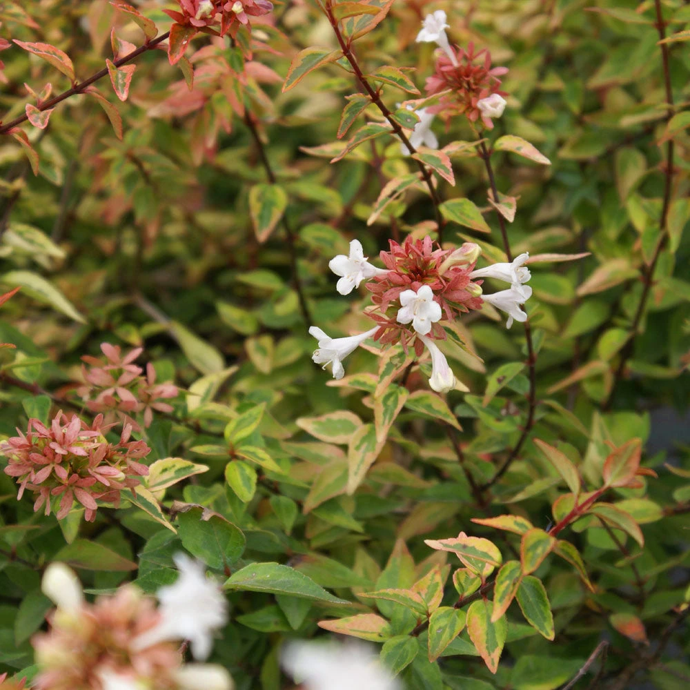 Brighter Blooms Kaleidoscope Abelia Shrub Shrubs & Hedges 3 Brighter Blooms Kaleidoscope Abelia Shrub Shrubs & Hedges