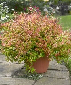 Brighter Blooms Kaleidoscope Abelia Shrub Shrubs & Hedges