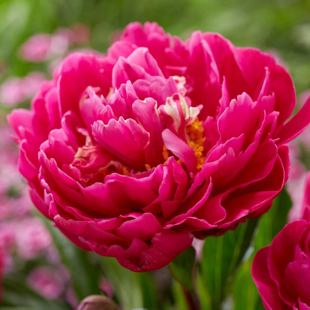 Brighter Blooms Karl Rosenfield Peony Perennials 4 Brighter Blooms Karl Rosenfield Peony Perennials