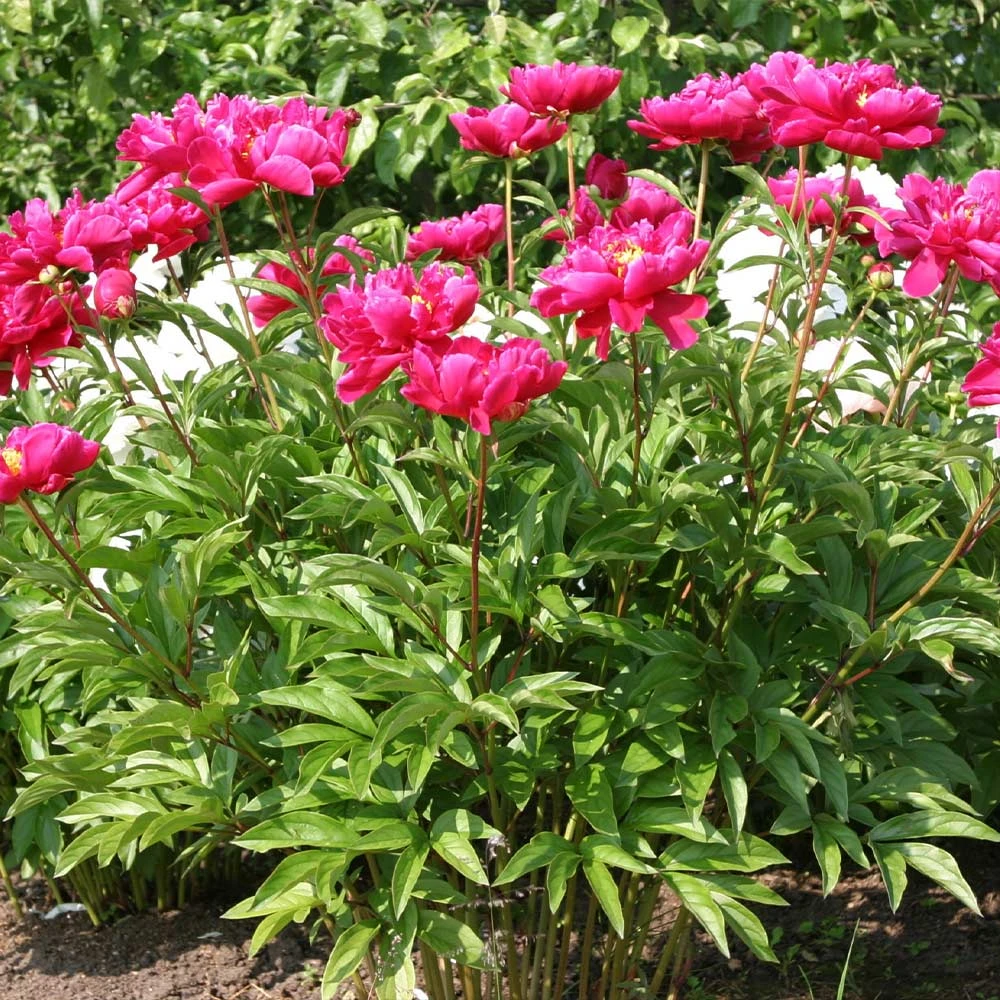 Brighter Blooms Karl Rosenfield Peony Perennials 3 Brighter Blooms Karl Rosenfield Peony Perennials