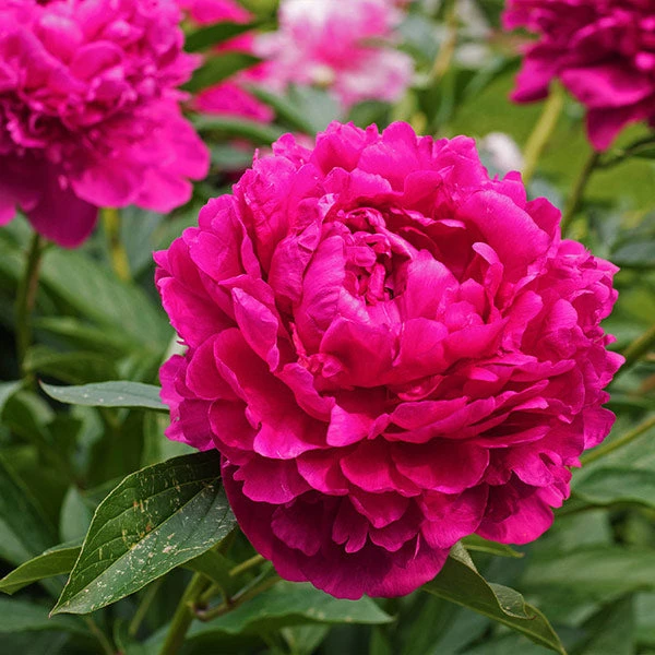 Brighter Blooms Karl Rosenfield Peony Perennials 1 Brighter Blooms Karl Rosenfield Peony Perennials