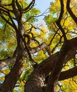 Brighter Blooms Kentucky Coffeetree Flowering Trees
