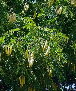 Brighter Blooms Kentucky Coffeetree Flowering Trees