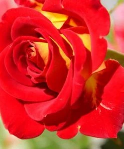 Brighter Blooms Ketchup & Mustard Standard Rose Tree