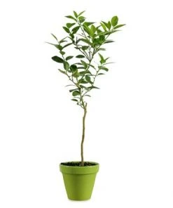 Brighter Blooms Key Lime Gift Tree Fruit Trees