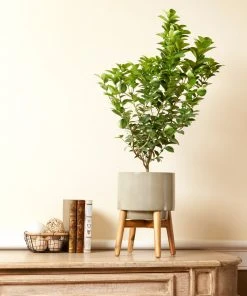 Brighter Blooms Key Lime Bush House & Patio