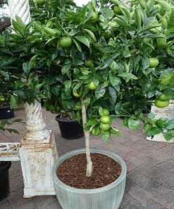 Brighter Blooms Key Lime Tree