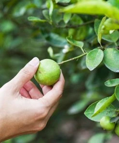Brighter Blooms Key Lime Tree New Trees